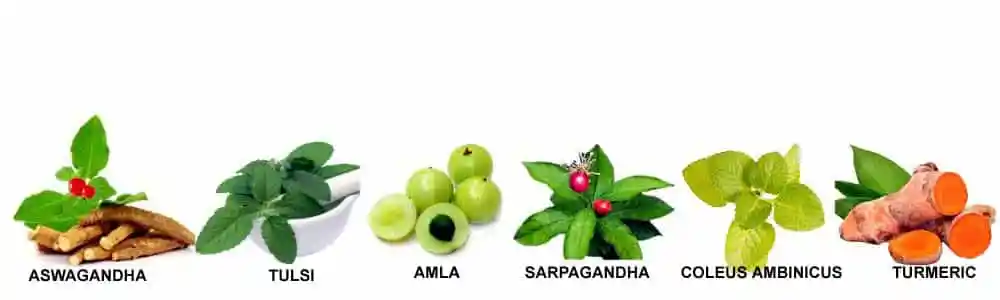 Important-Indian-nature's medicinal-herbs