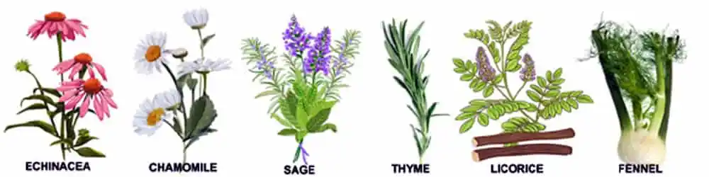 some-of- the- Greek- herbals