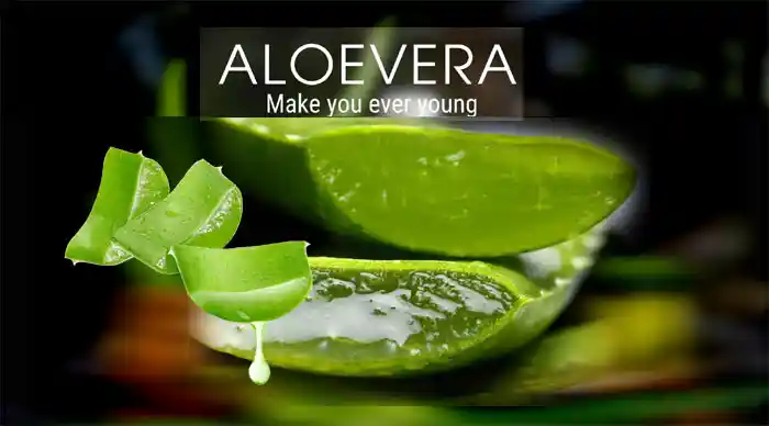 Aloevera-gell-plant