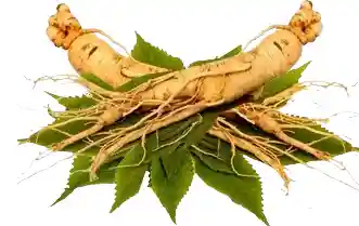 Ginsong-root