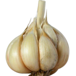 garlic-image