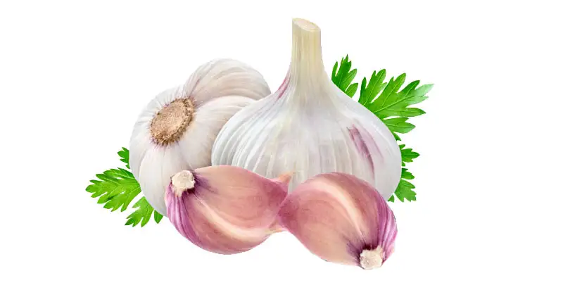 Garlic-tooth