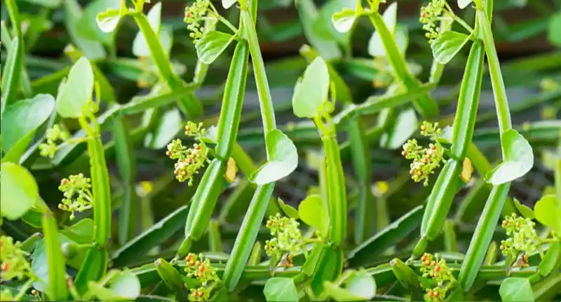 Veldt Grape(pirandai)