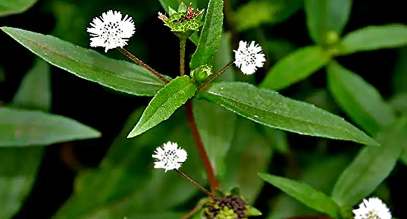 falsedaisy-(karisalankani)-plant