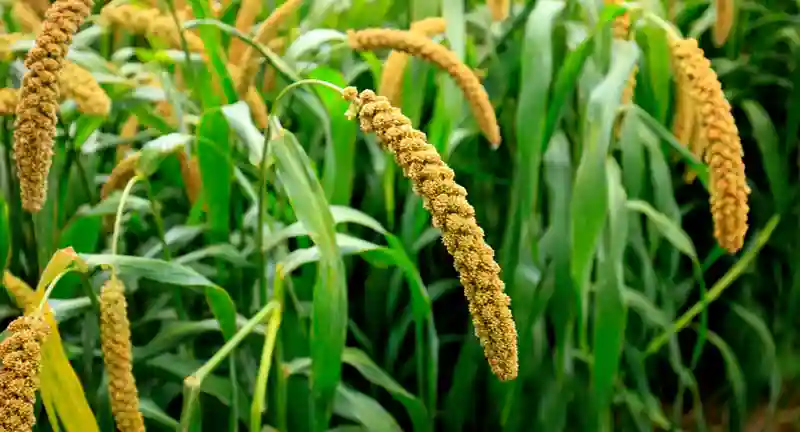 Foxtail-millate