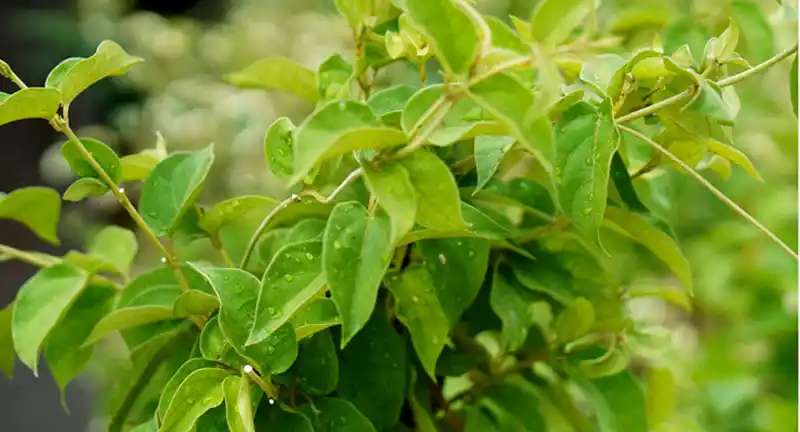 Gymnema Sylvestre, Sweet Killer