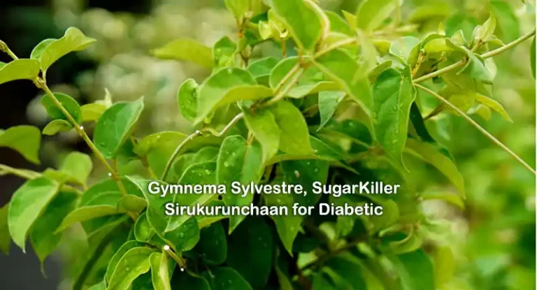 GymnemaSylvestre, Sweet Killer