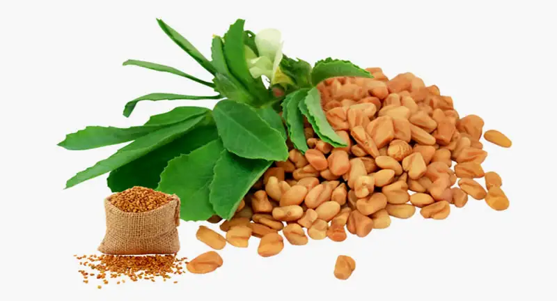 Remedies for Diabetes-Fenugreek