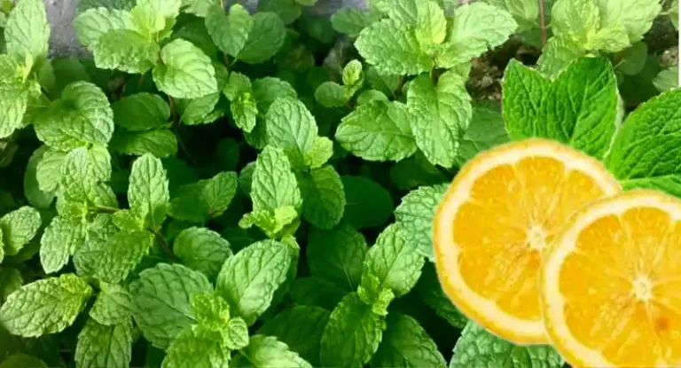 Remedies for Nausea