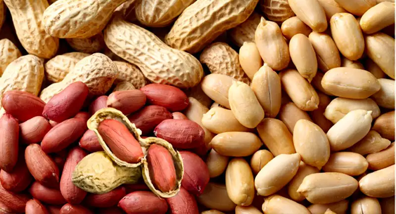 Groundnut