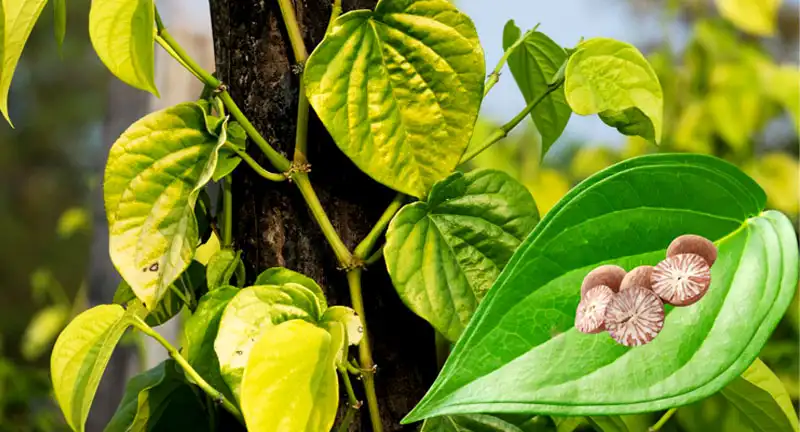 betel leaves