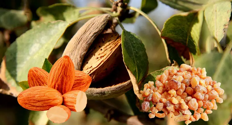 Almond Resin