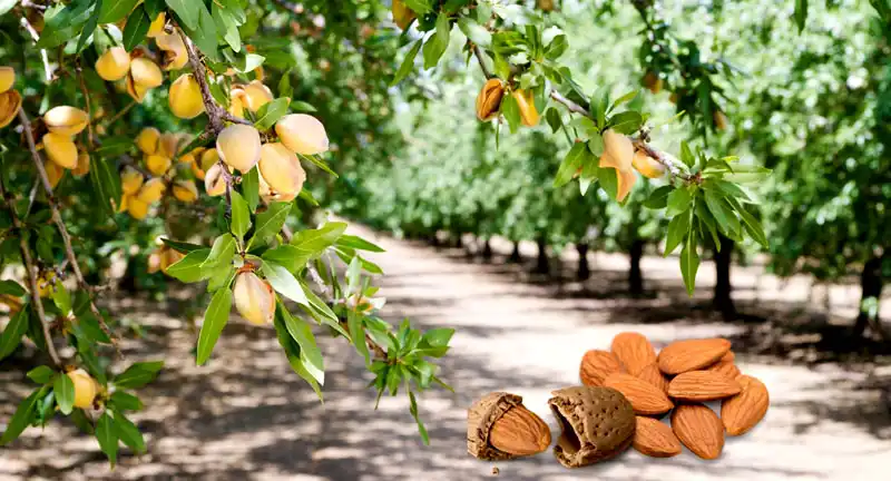 Almonds