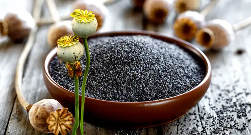 Opium Poppy Seeds