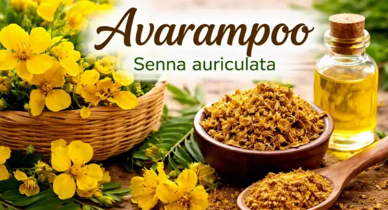 Avarampoo(Avartaki)-Senna auriculata: Uses, Health Benefits, Origin, Cultivation & Availability