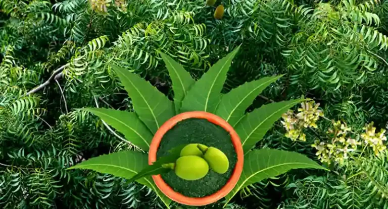 Neem (Azadirachta indica)