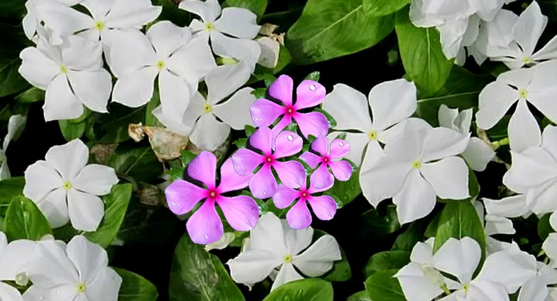 Madagascar Periwinkle