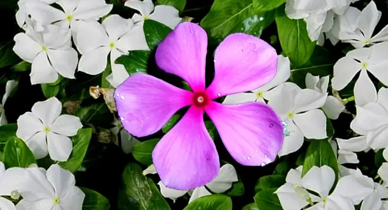 Madagascar Periwinkle – Health Benefits & Medicinal Uses