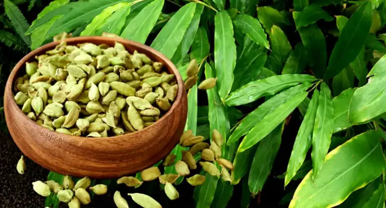Health benefits of Cardamom