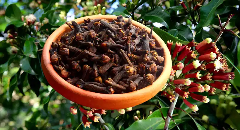 Benefits of clove
