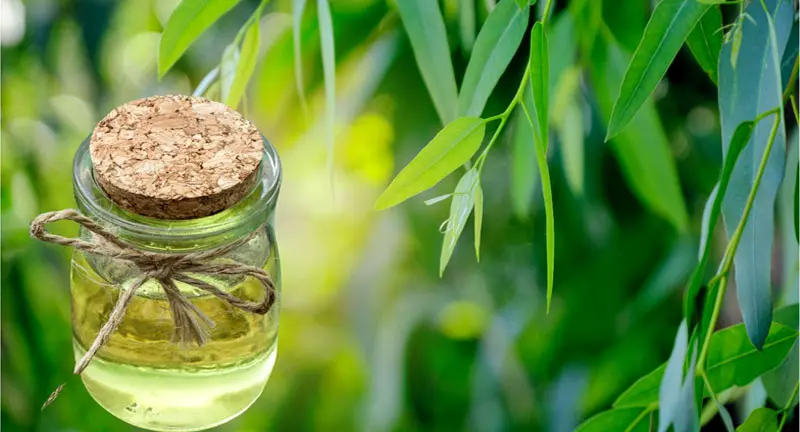 Benefit of Eucalyptus