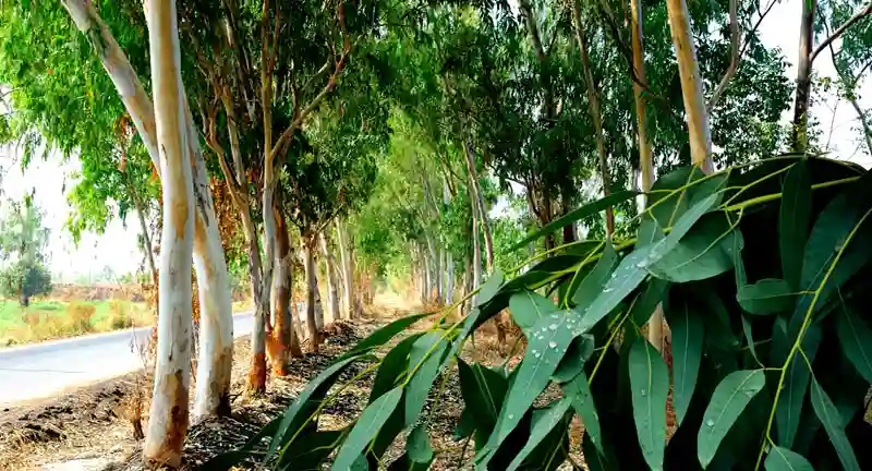 Benefit of Eucalyptus