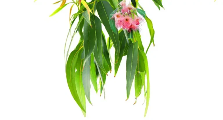 Benefit of Eucalyptus