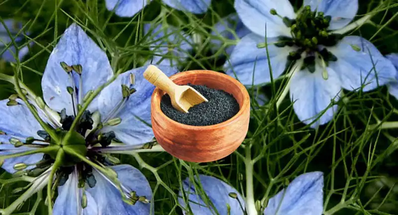 Benefit of Black Cumin Seeds