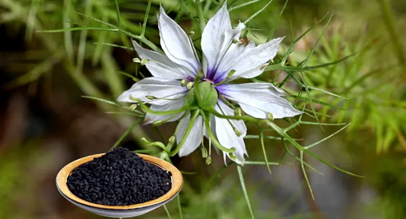 Benefit of Black Cumin Seeds
