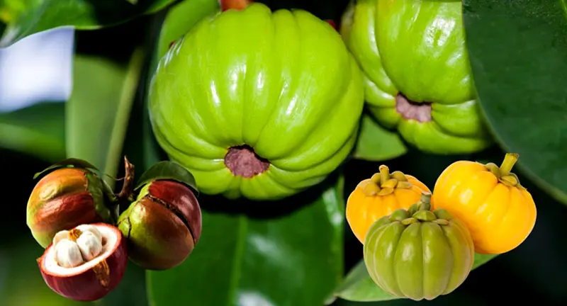benefits of Garcinia Cambogia