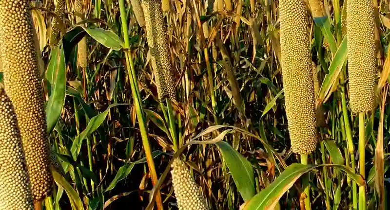 Benefits of Millets