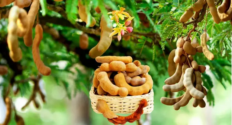 benefit of tamarind