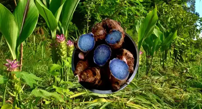 Black Turmeric Plant – Health Benefits, Nutrition, Origin & Ancient Uses