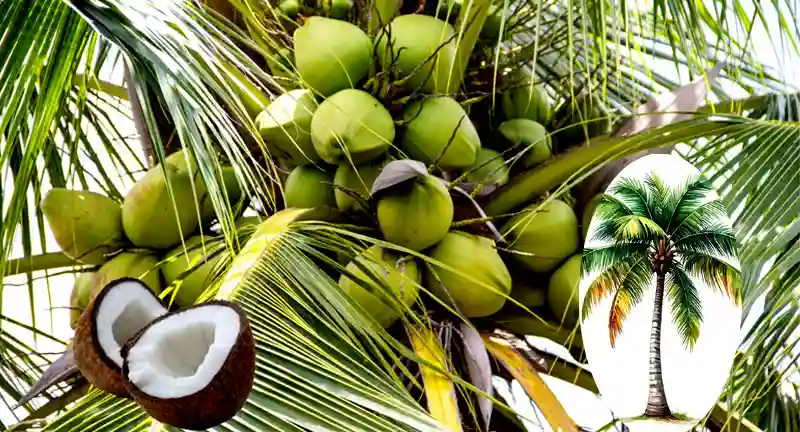 Benefits of Coconut