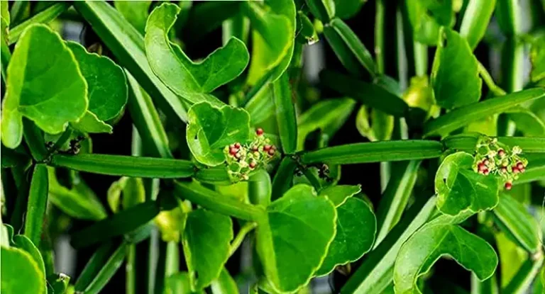 benefit of Veldt Grape