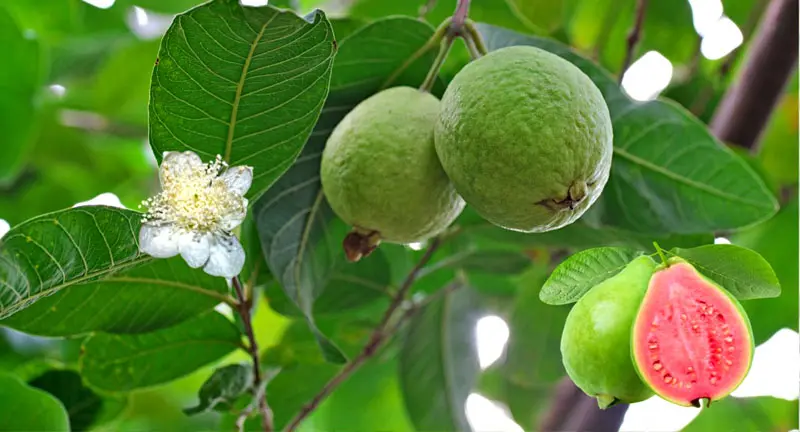 benefits of guava
