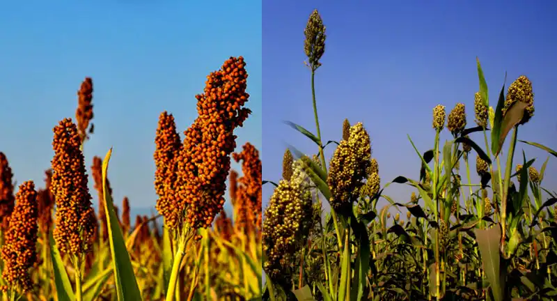 Benefits of Millets