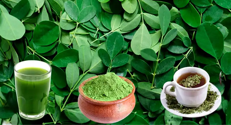 Moringa oleifera