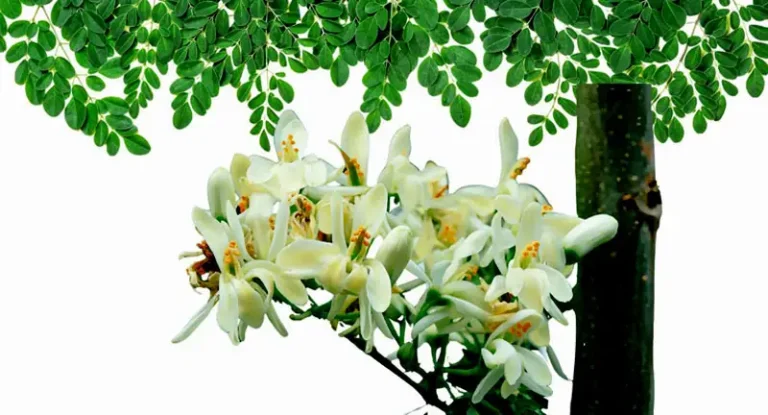 Moringa oleifera