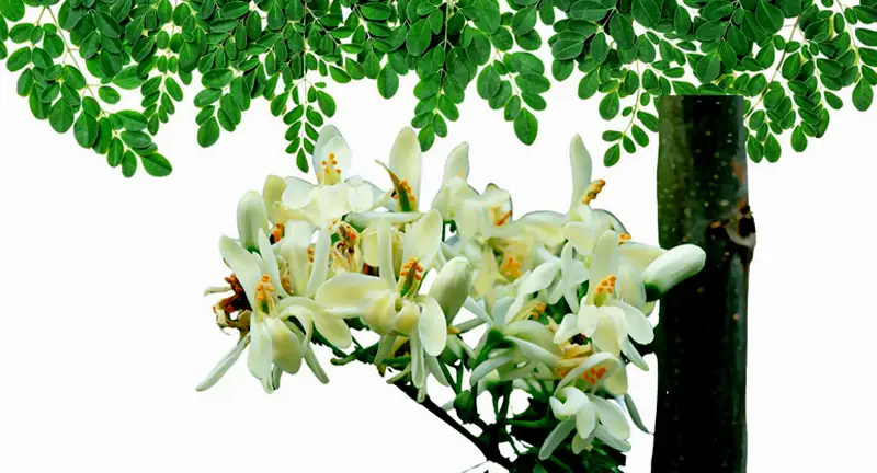 Moringa oleifera