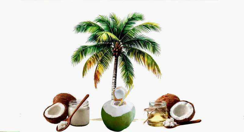 Benefits of Coconut