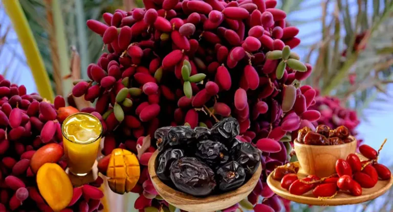 Benefits of Date Palm