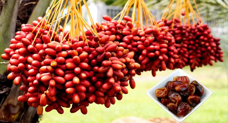 Benefits of Date Palm