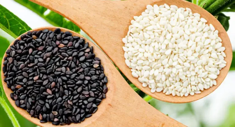 Sesame Seeds and Oil: Ancient Medicine, Nutritional Benefits, and Timeless Health Uses