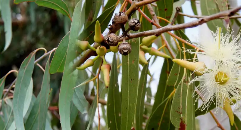 Benefit of Eucalyptus