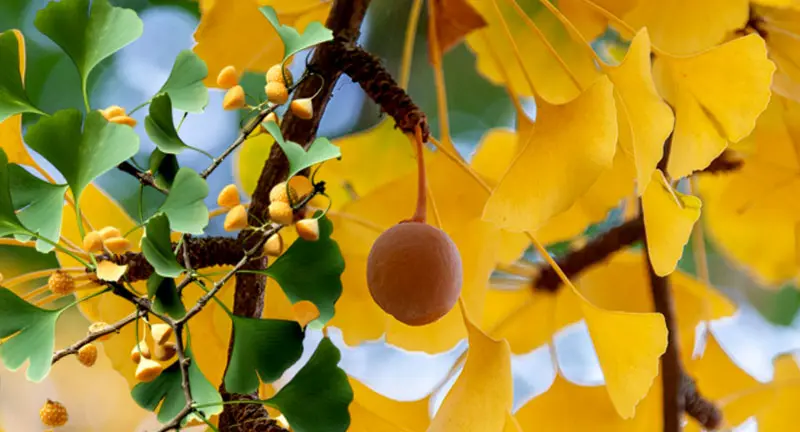 Ginkgo biloba