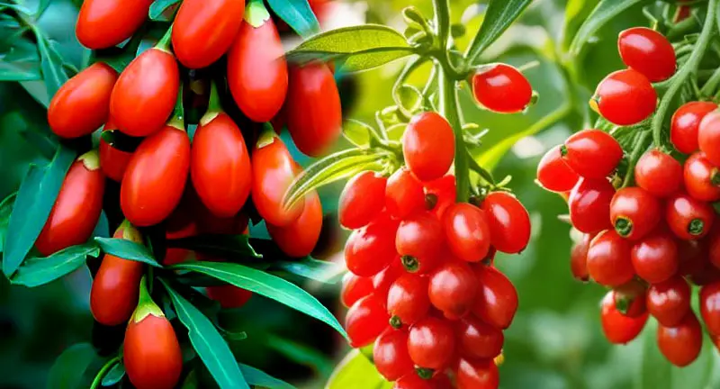 Goji Berries