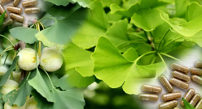 Ginkgo Biloba Benefits Sexually