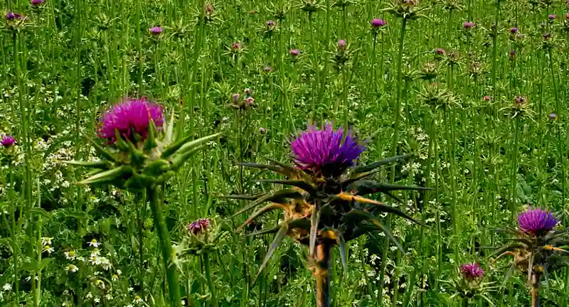 Organic Milk Thistle Capsules for Liver Health