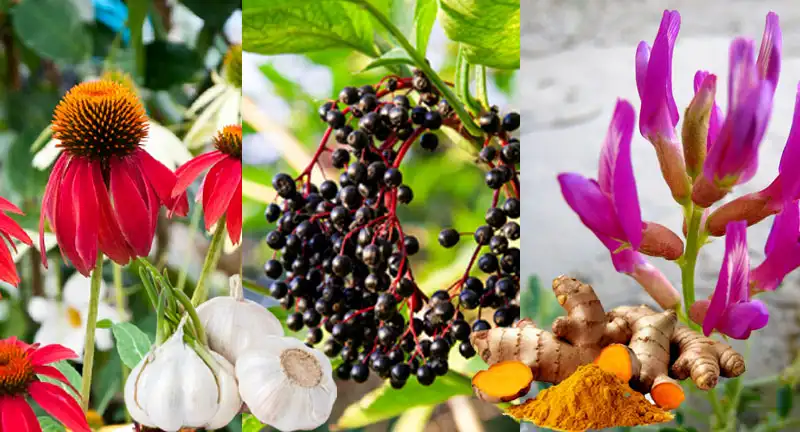 Best herbal supplements for immune system